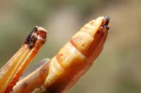 Stenobothrus fischeri glaucescens