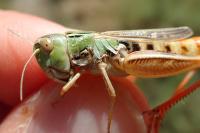 Stenobothrus fischeri glaucescens