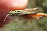 Stenobothrus fischeri glaucescens