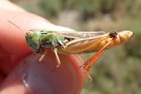 Stenobothrus fischeri glaucescens