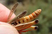 Stenobothrus fischeri glaucescens