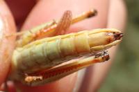 Stenobothrus fischeri glaucescens