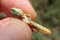 Stenobothrus fischeri glaucescens