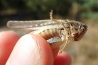 Platycleis