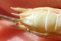 Platycleis