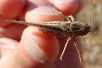 Platycleis