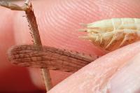 Platycleis