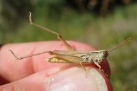 Euchorthippus elegantulus