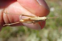 Euchorthippus elegantulus