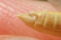 Euchorthippus elegantulus