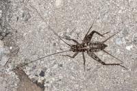 Gryllomorpha dalmatina dalmatina