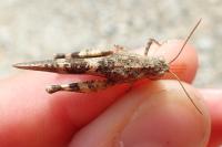 Oedipoda germanica germanica