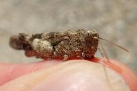 Oedipoda germanica germanica