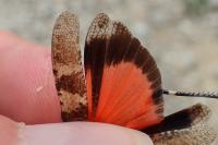 Oedipoda germanica germanica