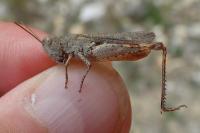 Gomphocerippus vagans vagans