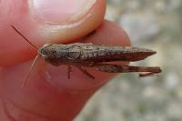 Gomphocerippus vagans vagans