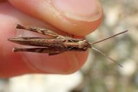 Gomphocerippus biguttulus biguttulus