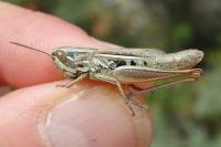 Euchorthippus declivus