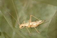 Oecanthus pellucens pellucens