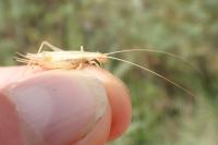 Oecanthus pellucens pellucens