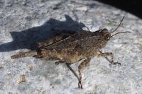 Paratettix meridionalis