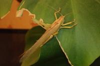 Tettigonia viridissima