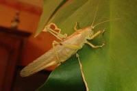 Tettigonia viridissima