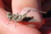 Dociostaurus jagoi occidentalis