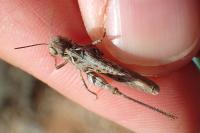 Dociostaurus jagoi occidentalis