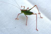 Leptophyes punctatissima