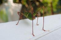 Leptophyes punctatissima