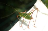 Leptophyes punctatissima