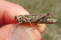 Gomphocerippus brunneus brunneus