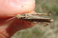 Gomphocerippus brunneus brunneus