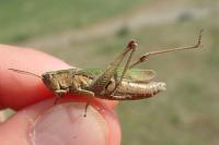 Chorthippus albomarginatus albomarginatus