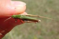 Chorthippus albomarginatus albomarginatus