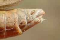 Chorthippus albomarginatus albomarginatus