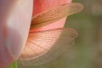 Chorthippus albomarginatus albomarginatus