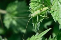 Tettigonia viridissima