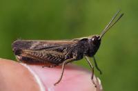 Omocestus rufipes