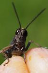 Omocestus rufipes