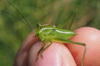 Tettigonia viridissima