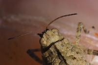 Tetrix undulata