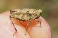Tetrix undulata