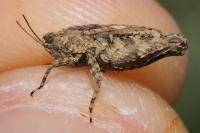 Tetrix undulata