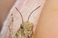 Tetrix undulata
