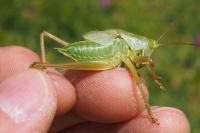 Tettigonia viridissima