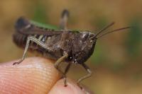 Omocestus rufipes