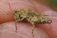Tetrix undulata