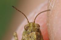 Tetrix undulata